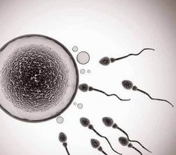 什么条件可以移植鲜胚或冻胚？